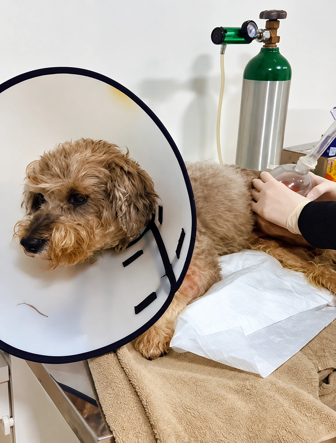 Veterinária da HVB auscultando um cão na mesa de exames